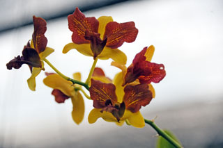 Коланта Ферма орхидей