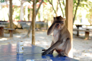 Modest Monkey Коланта обезьянка